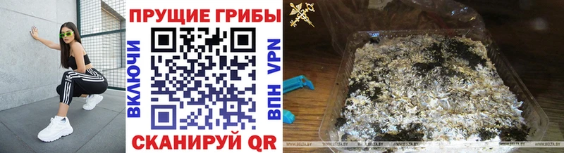 Псилоцибиновые грибы ЛСД  Купить где  Стародуб 